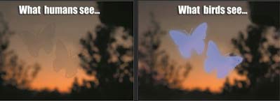 Window Alert, Ikkunatarra: vaahteranlehti